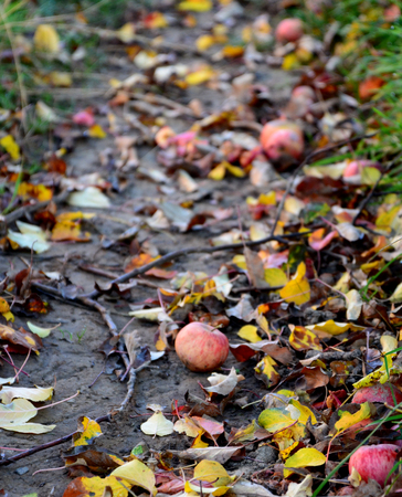 picvture of a fallen apples in the orchardの写真素材