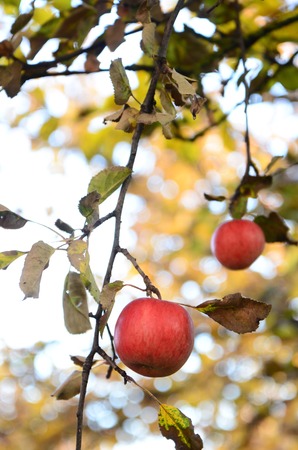 Picture of a ripe apples on the morningの写真素材