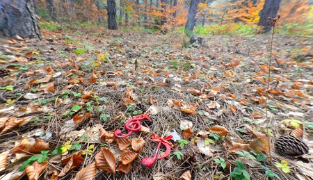 Picture of a christmas music note in an autumn forestの写真素材