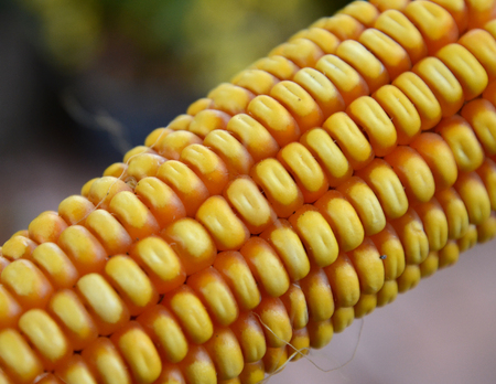 Picture of a dry corn on cobs . Food conceptの写真素材