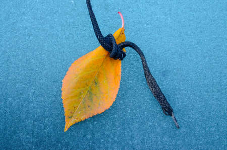 Autumn leaf on a frost car window
