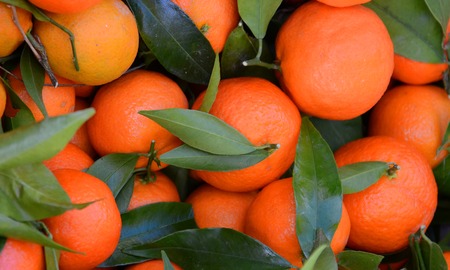 Picture  of  a Ripe tangerines  for sale on a  farmer`s marketの写真素材