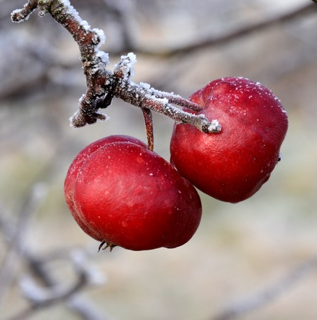 Picture of a First frost on an apples in orchardの写真素材