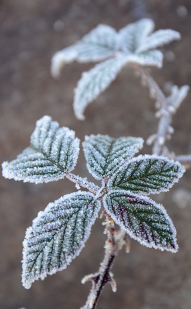 Picture of a First morning  frost on a plants,の写真素材