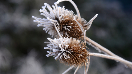 Picture of a First morning  frost on a plants,の写真素材