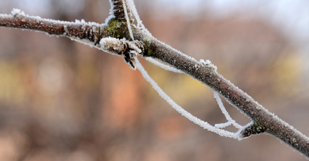 Picture of a First morning  frost on a plants,の写真素材