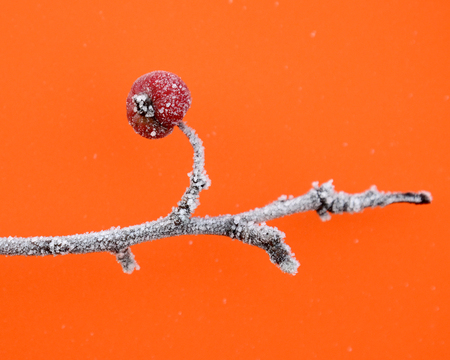 Picture of a First frost on an apples in orchardの写真素材