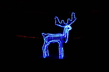 Picture of a The traditional Christmas reindeerの写真素材