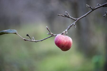 Picture of Apples on a tree in december,Macedoniaの写真素材