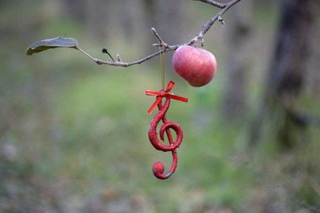 Picture of a Musical notes  in apple orchard in december , Macedoniaの写真素材