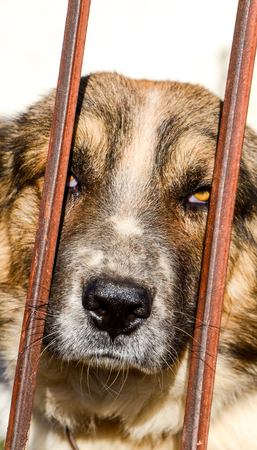 Picture of a  Sad dog behind bars. Animal themesの写真素材