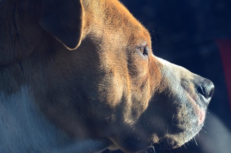 American staffordshire terrierの写真素材