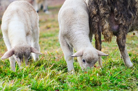 Sheeps grazing .  Animal theme