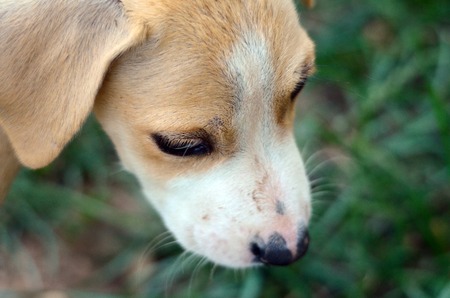 Cute puppy looking down, . Animal theme