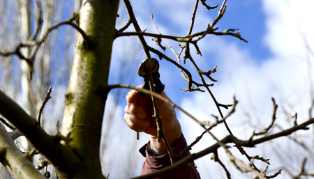 Picture of a Farmer pruning apple tree in orchardの写真素材