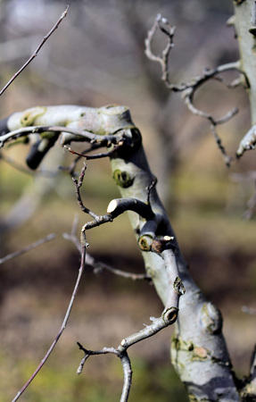 Picture of a Pruned apple tree. Agriculture conceptの写真素材