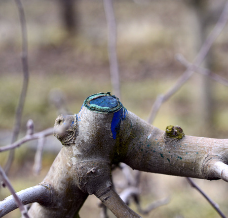 Picture of a Pruned apple tree. Agriculture concept