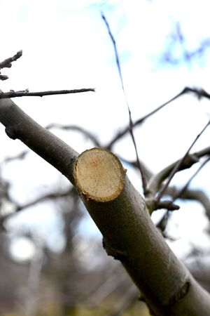 Picture of a Pruned apple tree. Agriculture conceptの写真素材