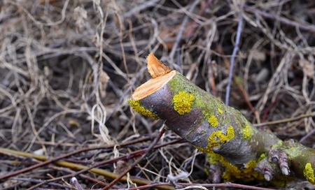 Picture of a Pruned apple twig. Agriculture conceptの写真素材