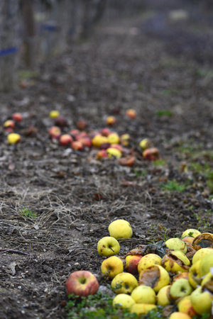 Picture of an Organic pollution concept. Rotten applesの写真素材