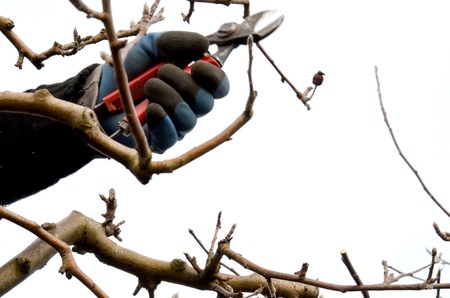 Picture of a Pruning apple tree. Agriculture concept