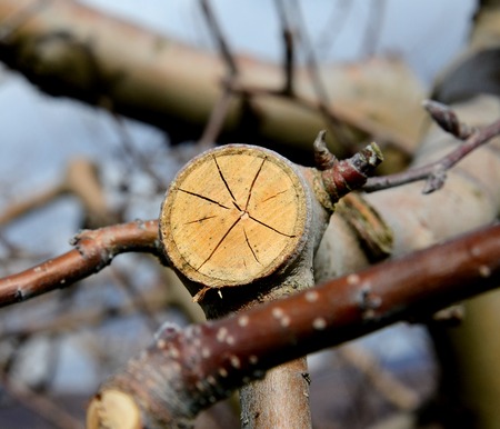 Picture of a Pruned apple tree. Agriculture conceptの写真素材