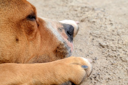 picture of an american staffordshire terrier, lazyの写真素材