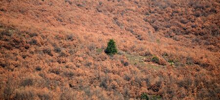 Picture of single green tree in a brown forestの写真素材