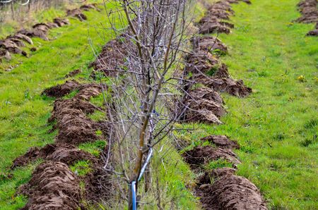 Picture of a Fresh plowed apple orchardの写真素材