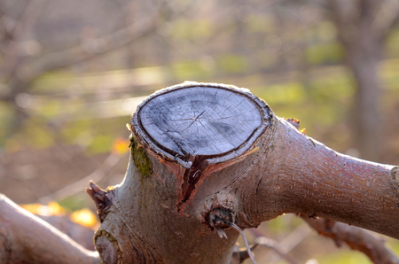 picture of a pruned apple twigs in spring