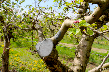 picture of a pink apple blossoms in aprilの写真素材
