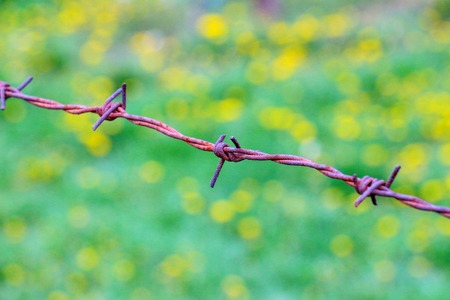 Picture of a Rusty barbed wire. Security conceptの写真素材