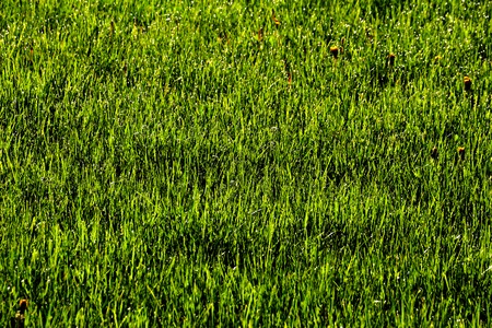 Picture of a Morning dew drops on a grassの写真素材
