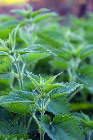 picture of a Nettle  plant in a gardenの写真素材