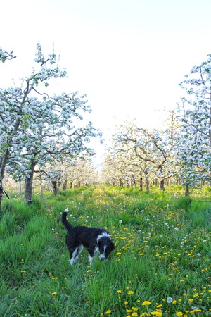 picture of a stray dog in an apple orchardの写真素材