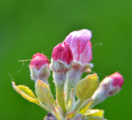 Macro picture of an apple blossom in april