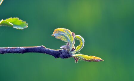 Macro picture of an apple blossom in april