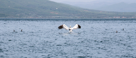 Picture of a Dalmatian Pelican  ,Pelecanus crispus, on the  lake Prespa, Macedoniaの写真素材