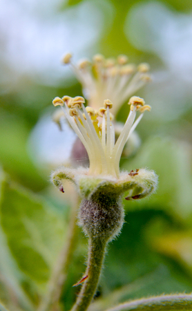 picture of a fruit tree blossom macroの写真素材