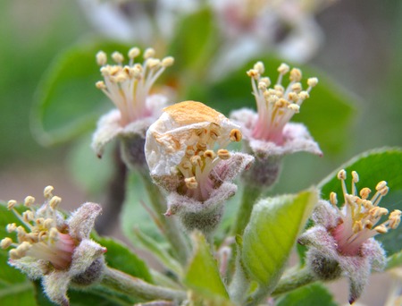 picture of a fruit tree blossom macroの写真素材