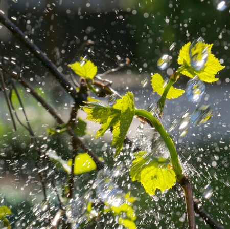 picture of a waterdrops on a grape leavesの写真素材