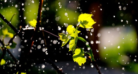 picture of a waterdrops on a grape leavesの写真素材