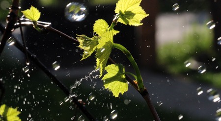 picture of a waterdrops on a grape leavesの写真素材