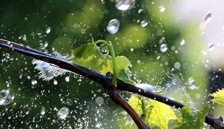 picture of a waterdrops on a grape leavesの写真素材