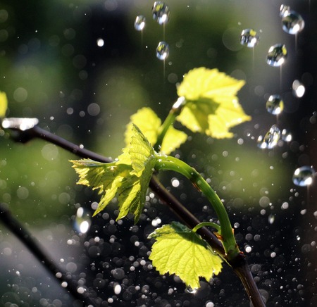 picture of a waterdrops on a grape leavesの写真素材