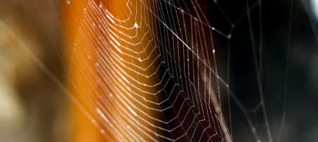 picture of a spired web against wood background