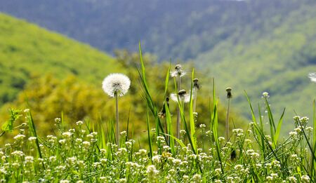 picture of a yellow dandelion flowers in springの写真素材
