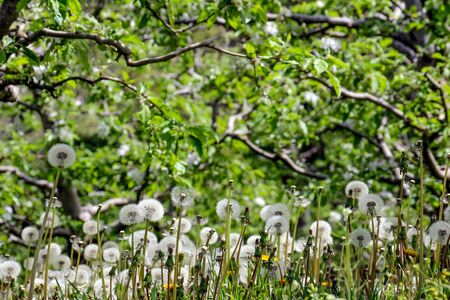 picture of a yellow dandelion flowers in springの写真素材