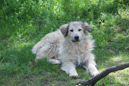 picture of a cute dog laying on a grass