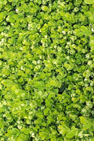 picture of a green plant background